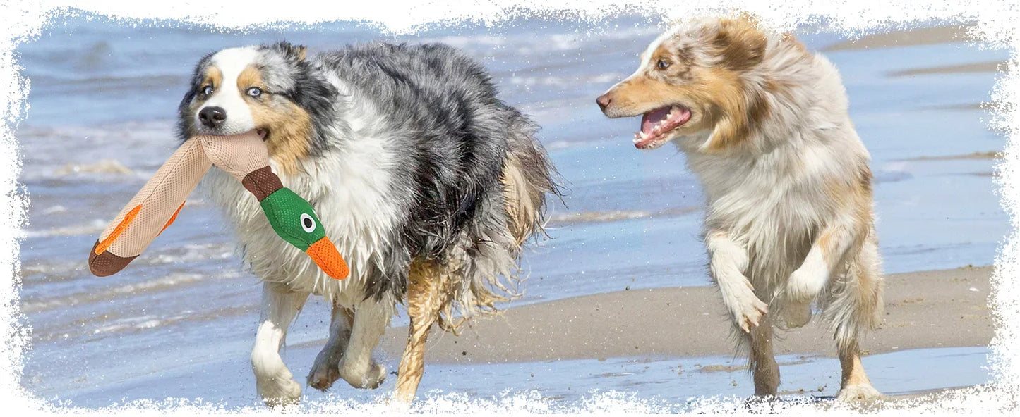 Floating Dog Water Pool Toys 2 packs - Suitable for medium/large-sized dogs, Duck-designed pool toys, summer dog toys
