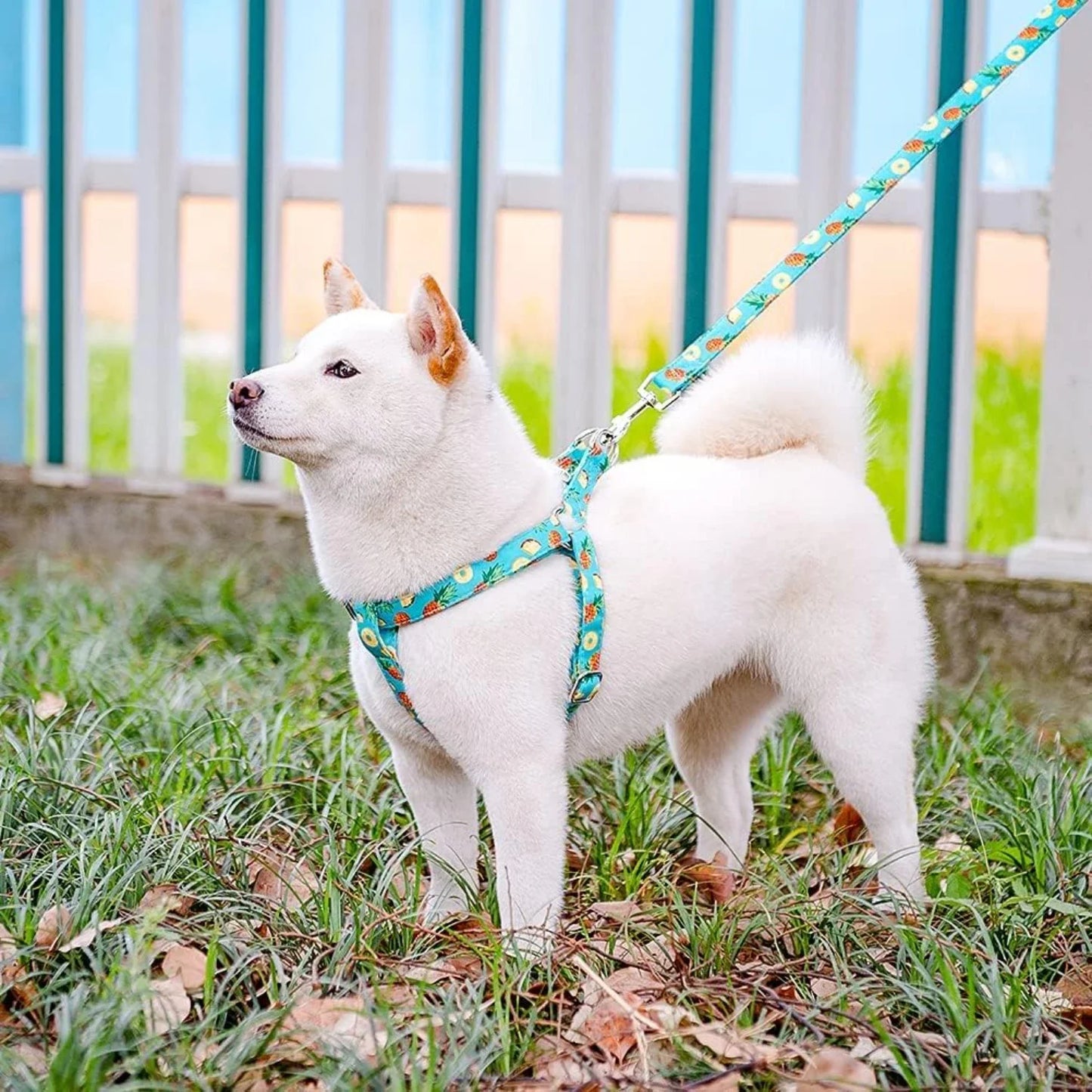 Cute Small Medium Adjustable Heavy Duty No Pull Vest Harness and Leash Set for Adorable Dogs Puppies with Comfortable Design and